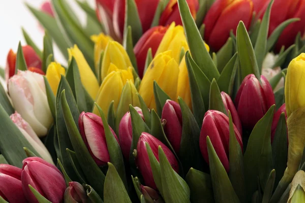 Farbige Tulpen — Stockfoto