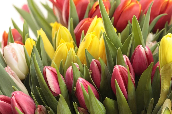 Farbige Tulpen — Stockfoto