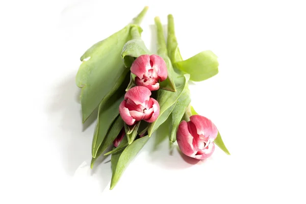 Tulip Berwarna — Stok Foto