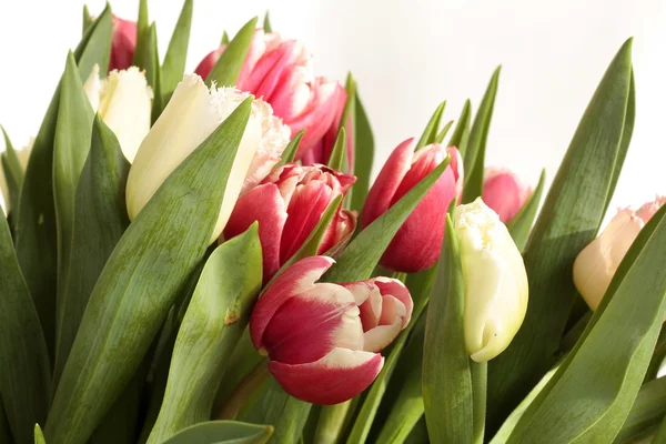 Tulipanes de colores — Foto de Stock