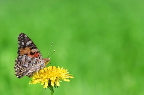 A borboleta em um fundo verde — Fotografia de Stock