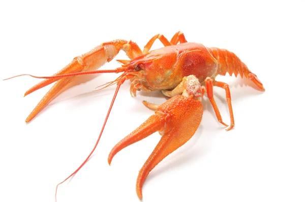 stock image Crawfish