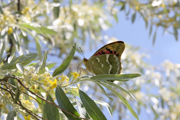 Der schöne Schmetterling — Stockfoto