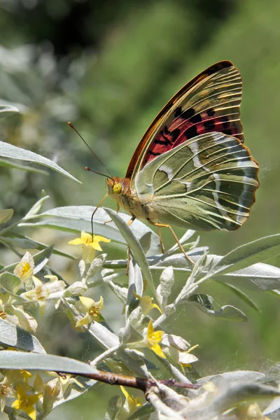 La bella farfalla — Foto Stock