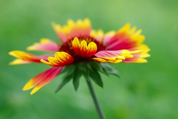 Fiore luminoso — Foto Stock