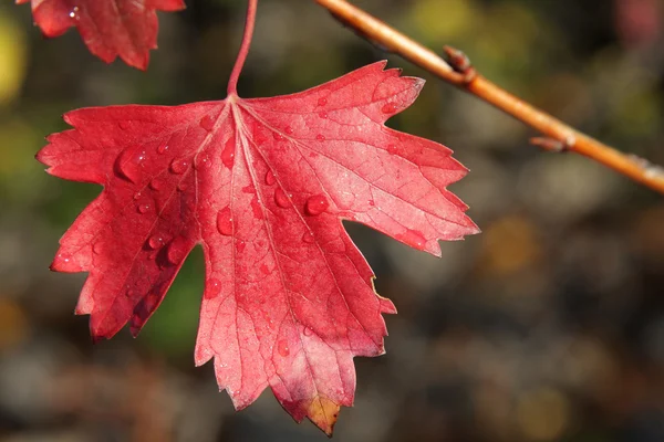 Red autumn leaf of currant — Stock Photo, Image
