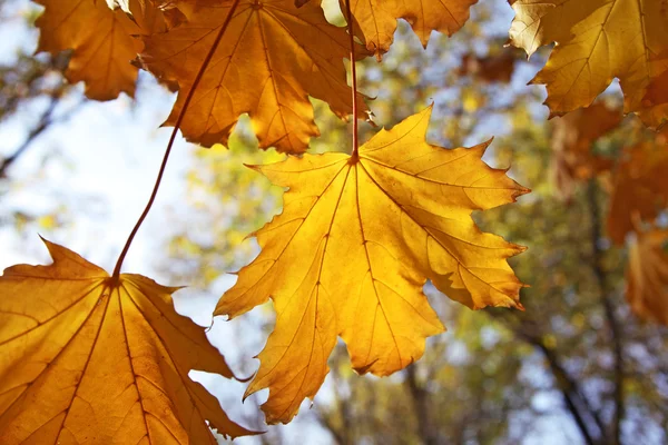 Yellow autumn leaves — Stock Photo, Image