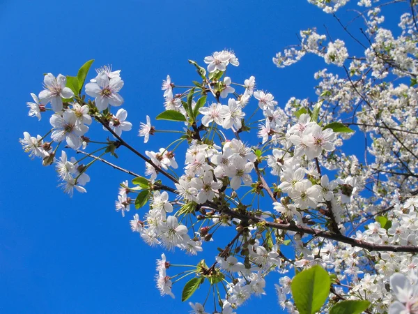 Tavaszi fehér virágok — Stock Fotó