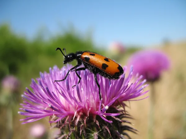Insectos en una flor — Foto de Stock