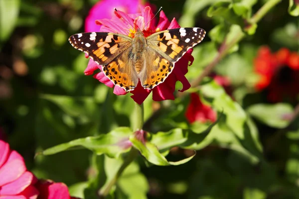 Üzerinde kırmızı bir çiçek kelebek — Stok fotoğraf