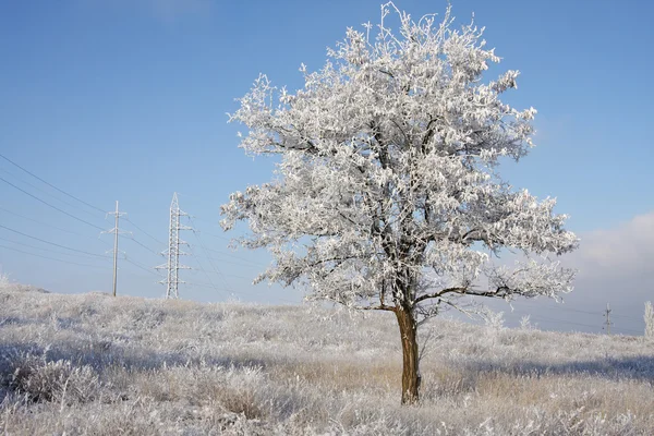 Světlé zimní krajina — Stock fotografie