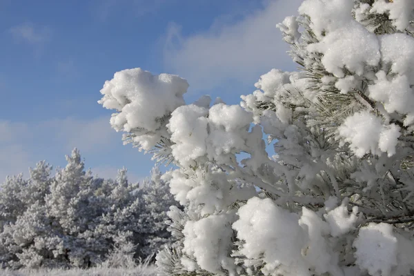 Snow-covered pine twigs — Stock Photo, Image