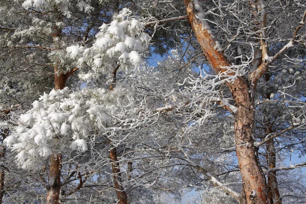 Snötäckta pine kvistar — Stockfoto