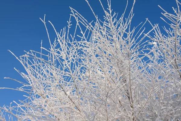 겨울 하늘 — 스톡 사진