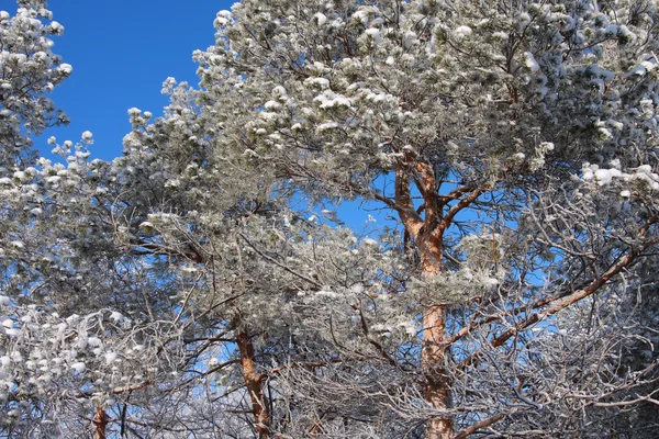 Brindilles de pin couvertes de neige — Photo