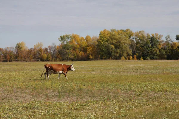 stock image The cow on a meadow