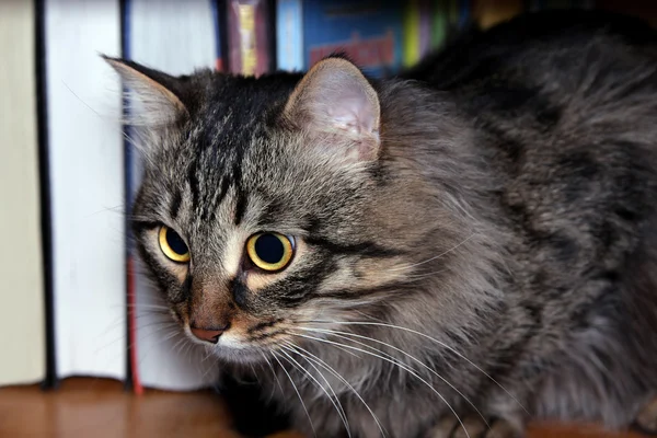 Gato y libros — Foto de Stock
