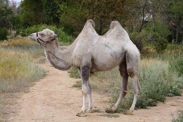 stock image Camel