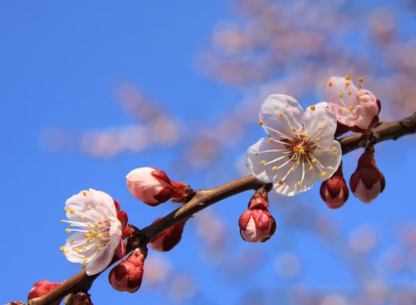 Flores blancas de primavera —  Fotos de Stock