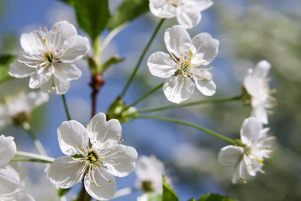 Белые цветы весны — стоковое фото