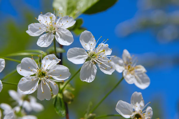 Beyaz bahar çiçekleri — Stok fotoğraf