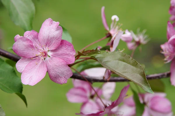 Árbol en flor — Foto de Stock