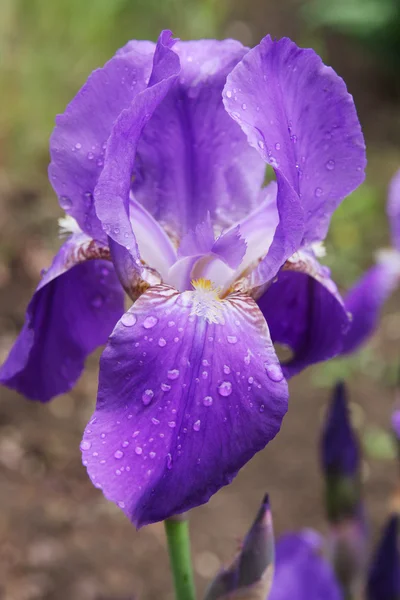 Květy detail — Stock fotografie