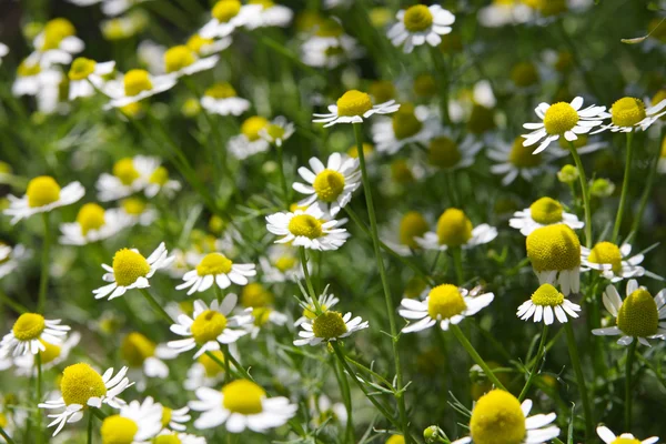 stock image Camomiles