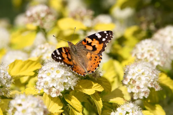Schmetterling auf Farben — Stockfoto