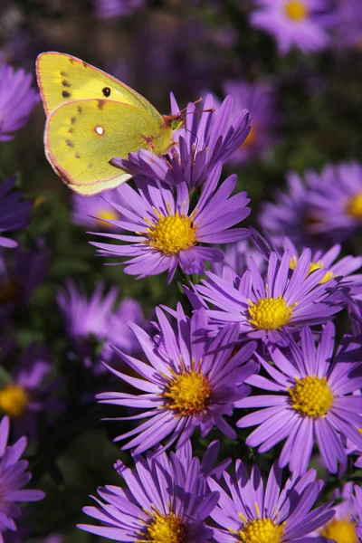 Farfalla sui colori — Foto Stock