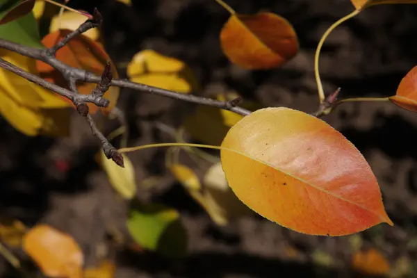 Bright autumn leaf — Stock Photo, Image
