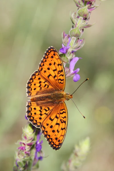 Schmetterling auf einer Blume — Stockfoto