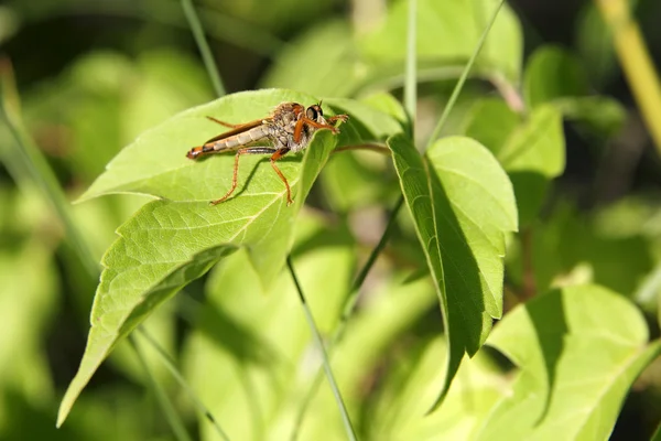 stock image The predatory fly on a green leaf