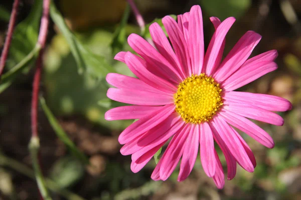 stock image Pink flower close-up