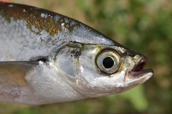 Close-up de peixe — Fotografia de Stock
