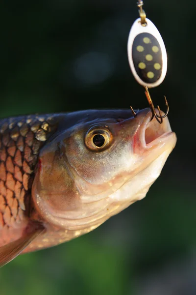 Close-up de peixe — Fotografia de Stock