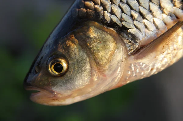 Fish close-up — Stock Photo, Image
