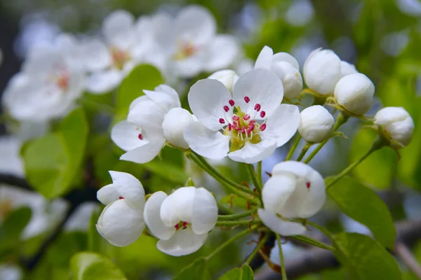 白春の花 — ストック写真