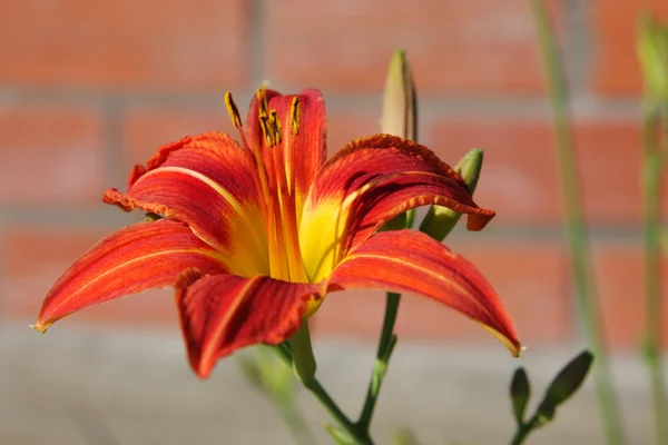 Orange flower of a lily — Stock Photo, Image
