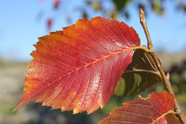 Autumn red leaf — Stock Photo, Image