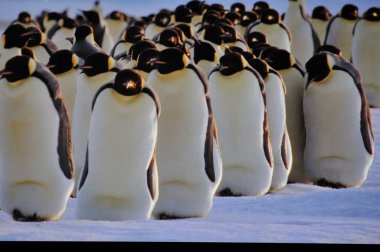 Pinguin