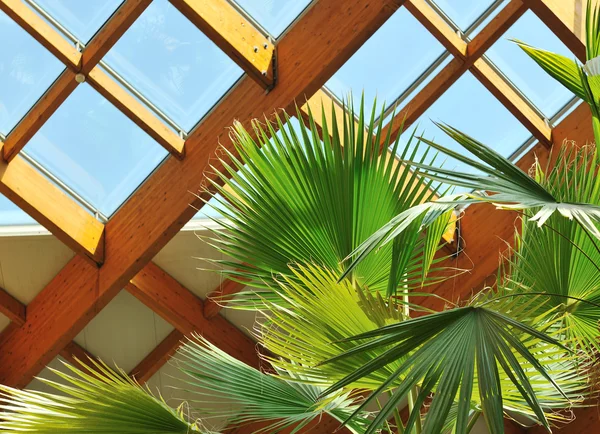 Palm en houten dakconstructie — Stockfoto