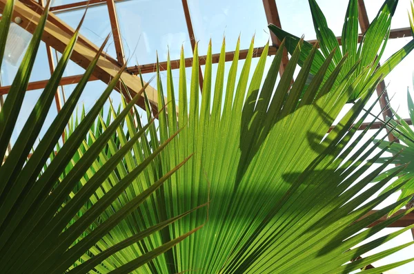 棕榈和木屋顶建筑 — 图库照片