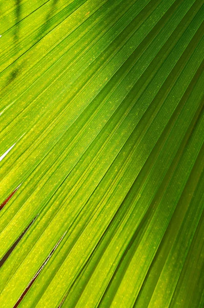 棕榈背景 — 图库照片