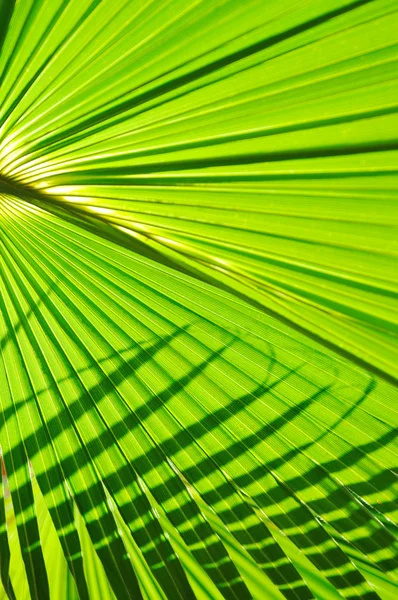 Palm bakgrund — Stockfoto