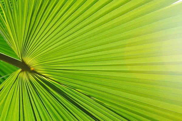 Palm background — Stock Photo, Image