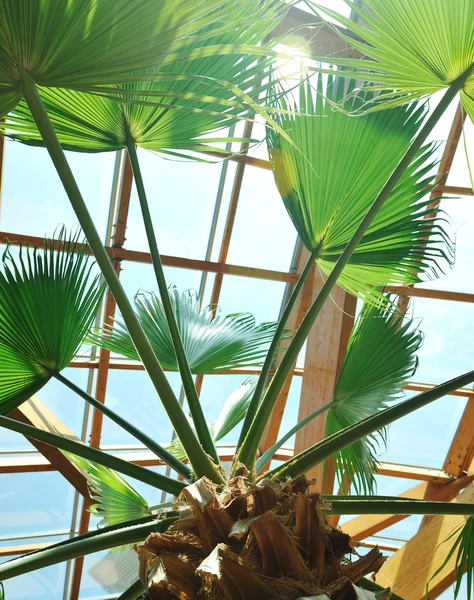 Palm and wooden roof construction — Stock Photo, Image