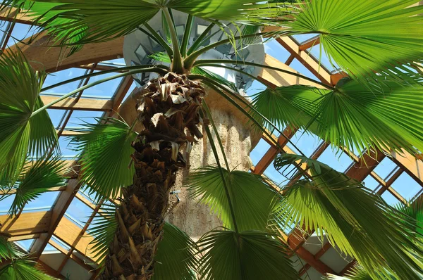 Palm en houten dakconstructie — Stockfoto