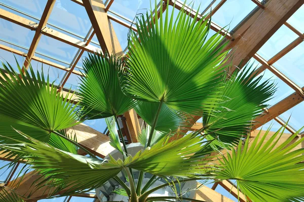 棕榈和木屋顶建筑 — 图库照片
