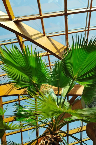 Construction de palmiers et de toits en bois — Photo